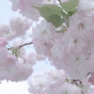 兽设背景场景绘制福瑞群